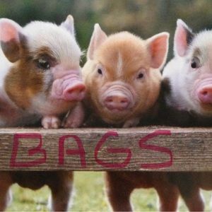 🐷 Bags Wallets Purses 🐷